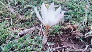 Түркістан облысында бәйшешек ашылды