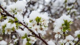 Ўзбекистоннинг айрим ҳудудларида 9 март куни қор ёғиши мумкин