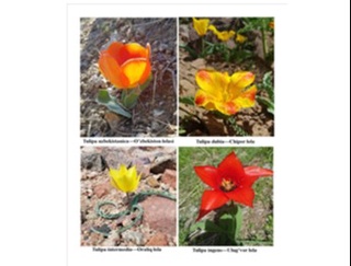 Antropogen omillar lola turlariga ham ta'sir qilmoqda