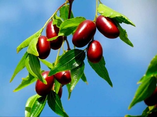 Chilonjiydaning qanday foydasi bor?