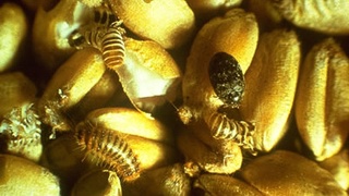 Внесены изменения в деятельность государственной службы по карантину растений