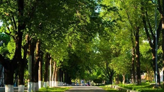 Coolness will come to Uzbekistan: weekend weather forecast