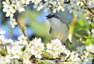 Узгидромет: в выходные дни температура воздуха начнет постепенно повышаться