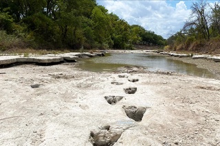 АҚШда динозавр излари топилди