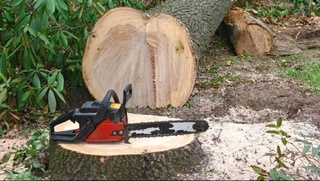 Жиззахда 19 туп дарахтини кесиб ташлаган фуқаро жаримага тортилди