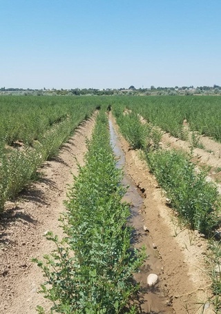Ўзбекистонда қимматбаҳо ўсимликдан табиий бўёқ олиш йўлга қўйилди