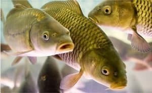 Қайси балиқ турлари кўпроқ овланмоқда?