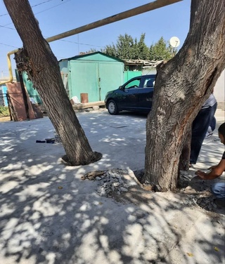 Тошкент вилоятида дарахтлар таги бетонлаб ташлангани аниқланди