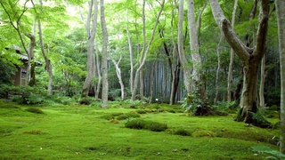 На восстановление лесных ландшафтов в Узбекистане выделят 205,45 млн долларов