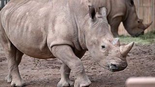 Зальцбургдаги ҳайвонот боғи ходими каркидон ҳужумига учраб, ҳалок бўлди