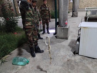 В Бухаре спасатели МЧС обезвредили двухметровую змею, проникшую в жилой дом