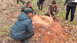 Oʻsimlik dunyosiga yetkazilgan zarar miqdori 3 mlrd 514 mln 200 ming soʻm