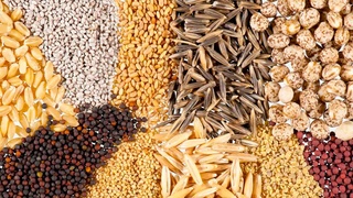 Urugʻchilik hamda pistachilik ilmiy markazlari tashkil etiladi