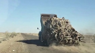 Бухорода охирги 2 ойда саксовул билан боғлиқ 25 та ҳуқуқбузарлик аниқланди