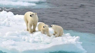 «Последняя ледяная зона» Земли начала быстро таять