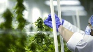 В Сардобинском районе начнут выращивать медицинский каннабис