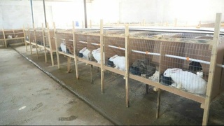 Қумқўрғонда лойиҳа қиймати 1,5 млрд сўмлик қуёнчилик комплекси иш бошлади