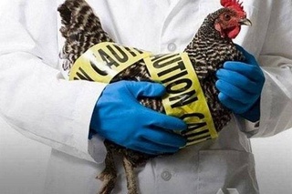 ВОЗ сообщила о первом в мире случае заражения человека птичьим гриппом A(H5N2)