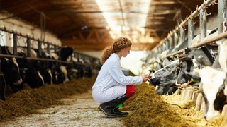 В Узбекистане анонсирован запуск программы онлайн-ветеринарии для фермеров