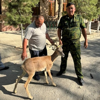 Аҳоли яшаш жойига келиб қолган Қизилқум архари табиатга қўйиб юборилди