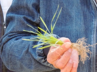 Ғалла парваришига бағишланган кўргазмали семинар