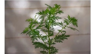 Тошкентда шифобахш ўсимликдан ноёб дори воситаси ишлаб чиқарилиши мумкин