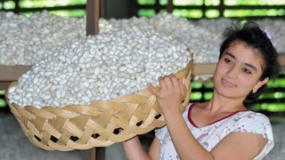 Бухоролик пиллакорлар меҳнат ғалабасига эришишди