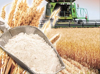 Казахстан экспортировал в Узбекистан рекордный объем пшеничной муки и увеличил поставки пшеницы