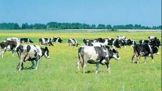 На развитие животноводства выделено 100 млн евро