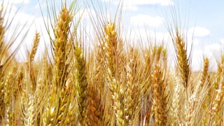 Жаҳонда донли маҳсулотлар  етиштириш  ҳажми  рекорд  даражага  чиқиши кутилмоқда