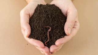 Биогумус: малые затраты - большой доход