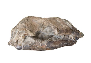 Paleontologlar qadimgi kitlarning qoldiqlarini topishdi