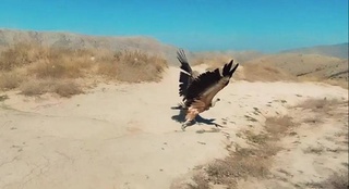В Самаркандской области в природу выпущен белоголовый сип