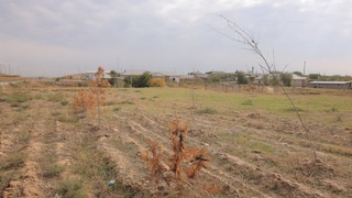 Зая болған мийнет ҳәм қаржы