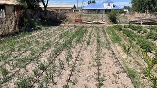 ФАО внедряет водосберегающие технологии для сельских жителей в регионе Приаралья