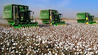 Пахта етиштирувчиларга қўшимча имтиёз: ҚҚСни бўлиб-бўлиб тўлашлари мумкин