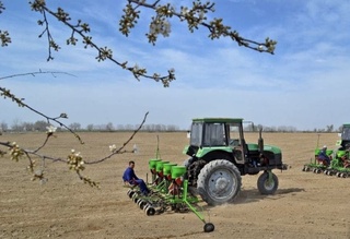 Toshkent viloyatida gʻoʻzaning yangi navi ekilmoqda