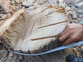 Бекобод туманида тадбиркор табиатга 62 миллион 700 минг сўм зарар етказди