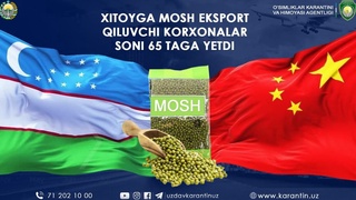 Хитойга мош экспорт қилувчи корхоналар сони 65 тага етди
