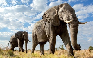 Таиландда испаниялик турист фил ҳужуми оқибатида ҳаётдан кўз юмди