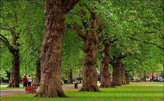 Деревья, возраст которых превышает 100 лет, охраняются как памятники природы