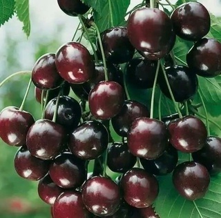 Ўзбекистон 27,6 минг тонна гилос экспорт қилди