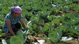 Қишлоқ хўжалигига мўлжалланган ерлар 10 гектаргача иккиламчи ижарага берилиши мумкин