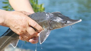 Новый вид продукции в рыбной промышленности