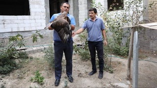 Ноёб қушни сотмоқчи бўлишди