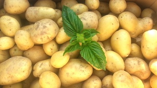 ФАО поможет Узбекистану развивать картофельную отрасль