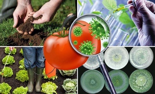 Өсімдіктерді қорғау саласындағы мамандарға сертификат беріледі