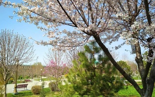 К концу недели воздух в Узбекистане прогреется до +27 градусов