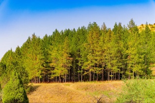 2030-yilgacha oʻrmon resurslaridan samarali foydalanish boʻyicha maqsadli koʻrsatkichlar tasdiqlandi