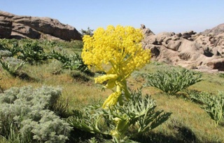 Жаҳон каврак (ферула) бозорида Ўзбекистоннинг ўрни қандай?